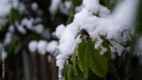 Schneefall an Zweigen mit Schneebedeckung