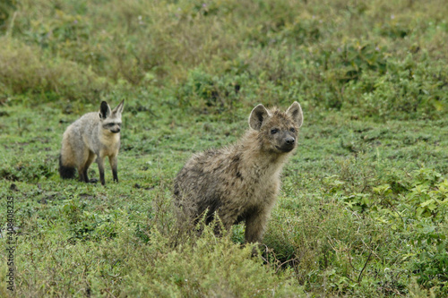 Bat-eared fox wary of curious young spotted hyena, Ngorongoro Conservation Area (Ndutu), Tanzania
