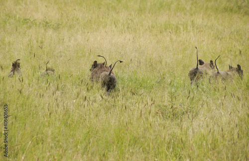 Family of warthogs running away in long grass, tails held high, Serengeti National Park, Tanzania