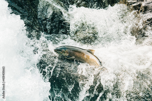 High angle view of a female salmon jumping up a waterfall to spawn photo