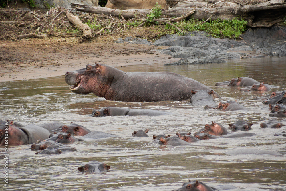 Fototapeta premium Hippos cooling off in river, Serengeti National Park, Tanzania