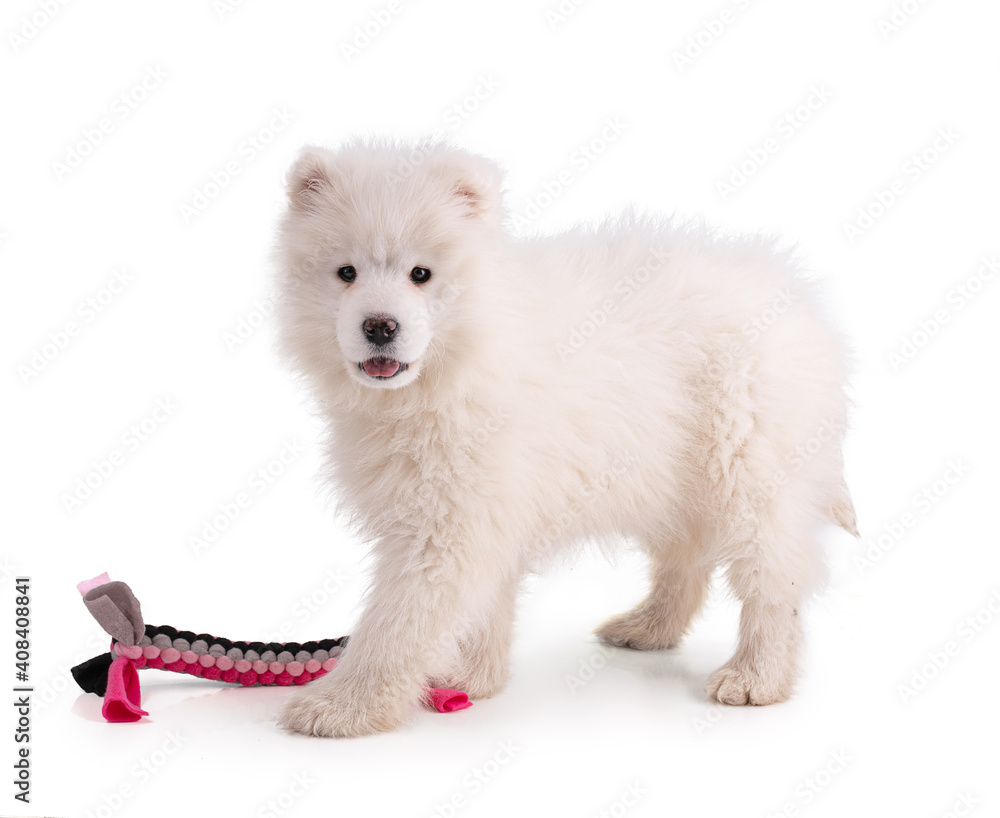 Portrait of a Smaoyed puppy Portrait of a Smaoyed puppy