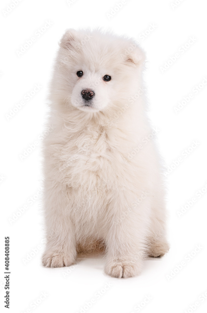 Portrait of a Smaoyed puppy Portrait of a Smaoyed puppy