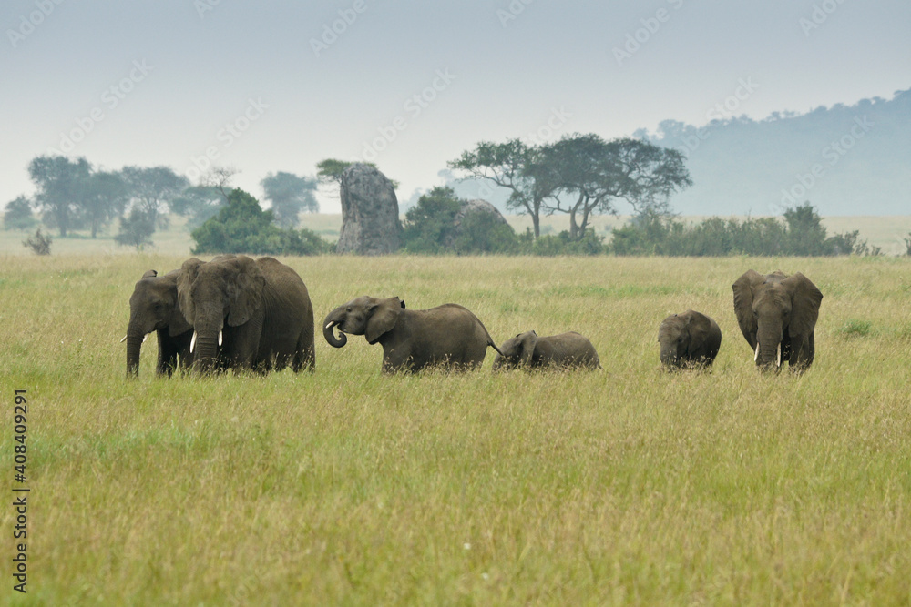 Obraz premium Female elephants and calves feeding in long grass, Serengeti National Park, Tanzania