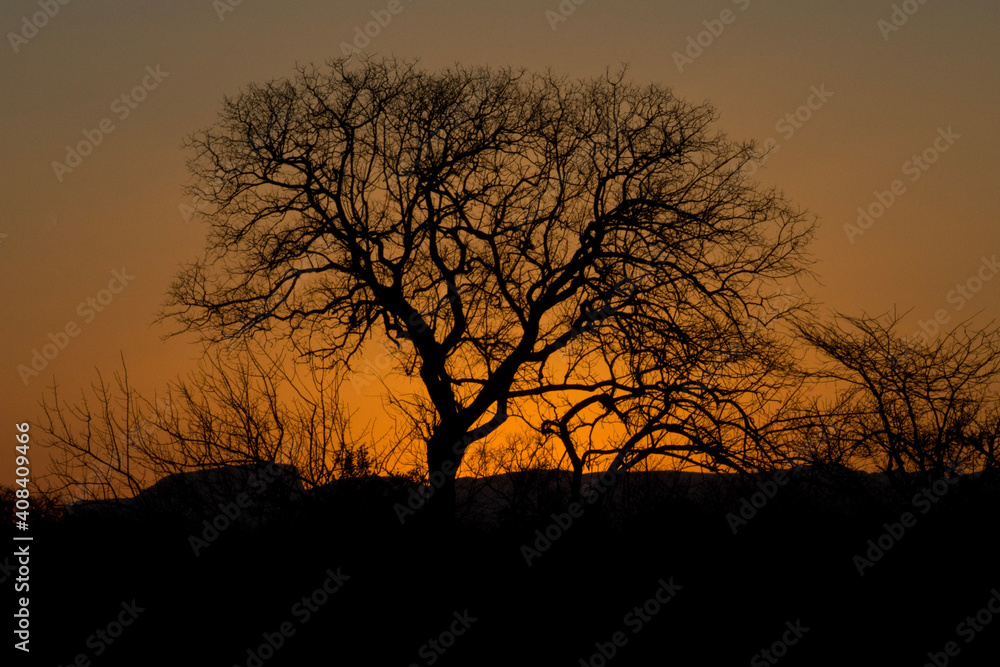 silhouette of a tree