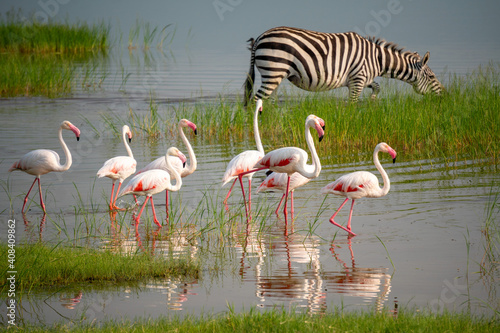 Lesser Pink Flamingos and Zebra are Grazing in the Lake in Ngorongoro Conservation Area in Tanzania, Africa photo
