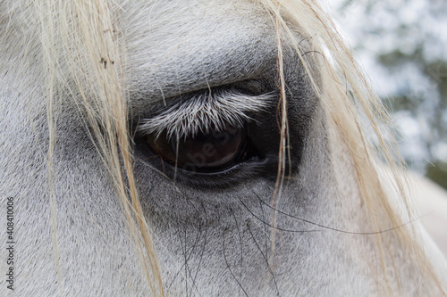 eye of horse photo