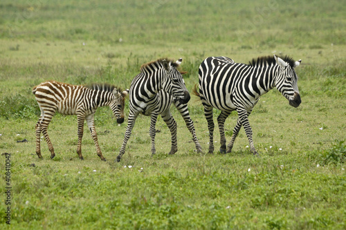 Common zebras with foal, Ngorongoro Crater, Tanzania