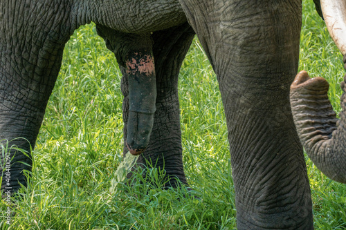 Tablou pe pânză Elephant taking pee. Close up Detailed Shot