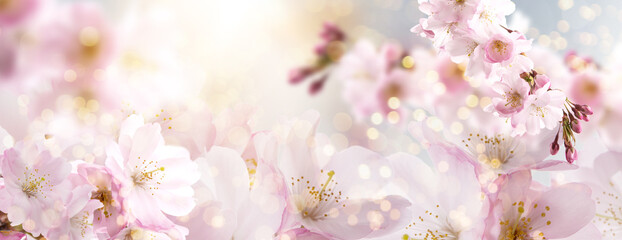 Spring Nature Easter art background with blossom. Beautiful nature scene with blooming flowers tree.and sun flare. Sunny day. Spring flowers. Beautiful Orchard. Abstract blurred background. Springtime