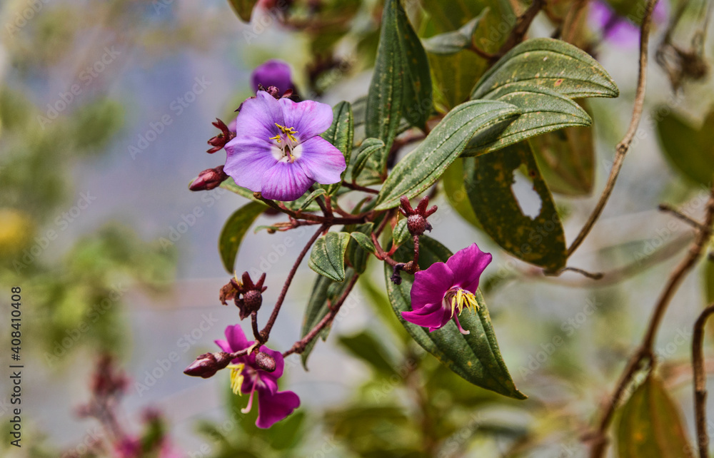 Φωτογραφία Beautiful five-petal wildflowers in the cloud forest of Chachapoyas, Amazonas, P