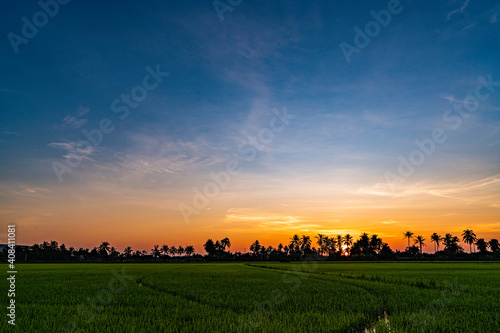 beautiful green rice field on sunrise background