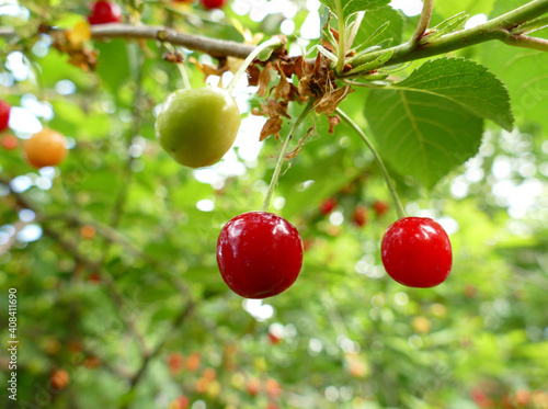 Some Ripe Cherries Hanging In A Tree