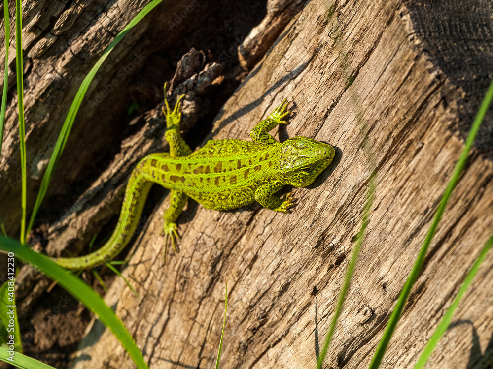 small green lizard reptile in the forest close-up, animal survival in the wild, adaptation and hiding, coloring merging with the external environment small green lizard reptile in the forest close-up, animal survival in the wild, adaptation and hiding, coloring merging with the external environment