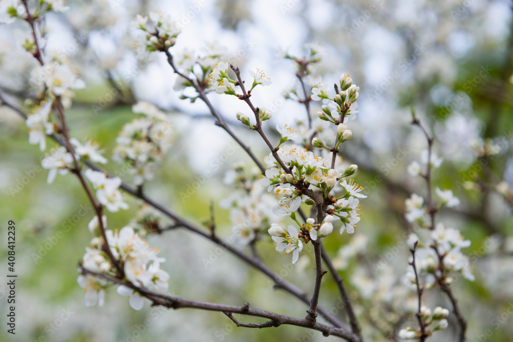 Blooming tree branch with white flowers. Spring flowers on cherry tree in sunlight