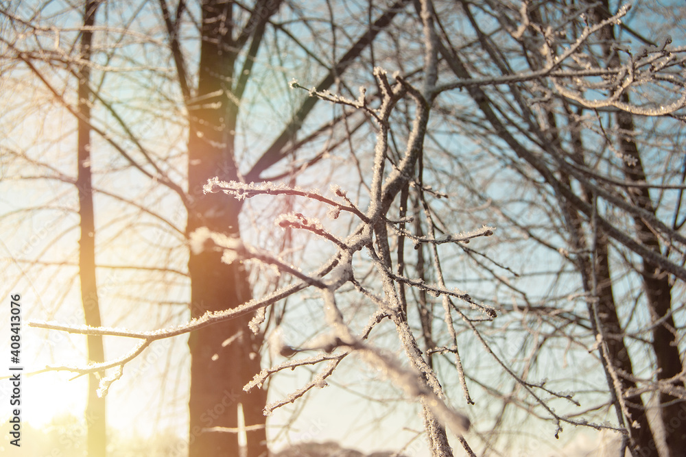 Obraz premium Branches of shrubs and trees, covered with icy cold white frost in winter against the blue sky. A sunny day in the winter forest. Snow-covered park.
