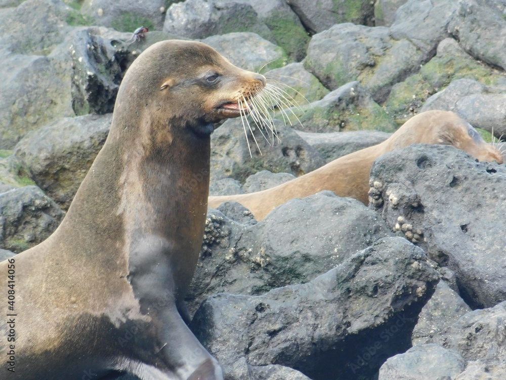 Fototapeta premium Sea Lion on Rock