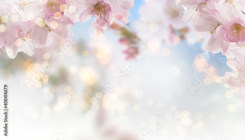 Apricot background with cherry blossom tree in springtime with bokeh and sunny lights. © drubig-photo