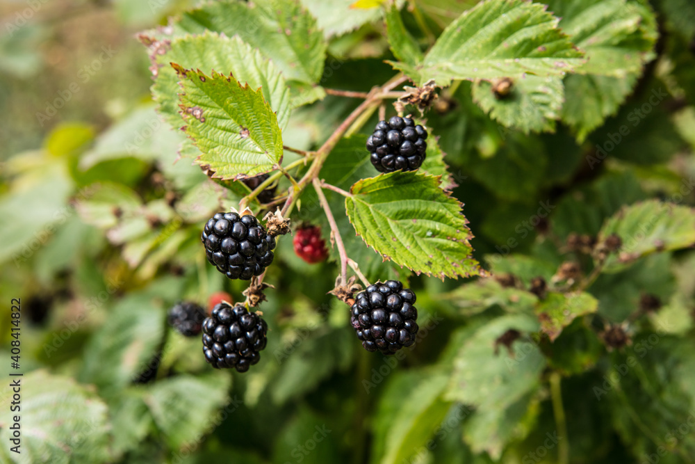 blackberry tree, organically grown in nature blackberry tree, organically grown in nature