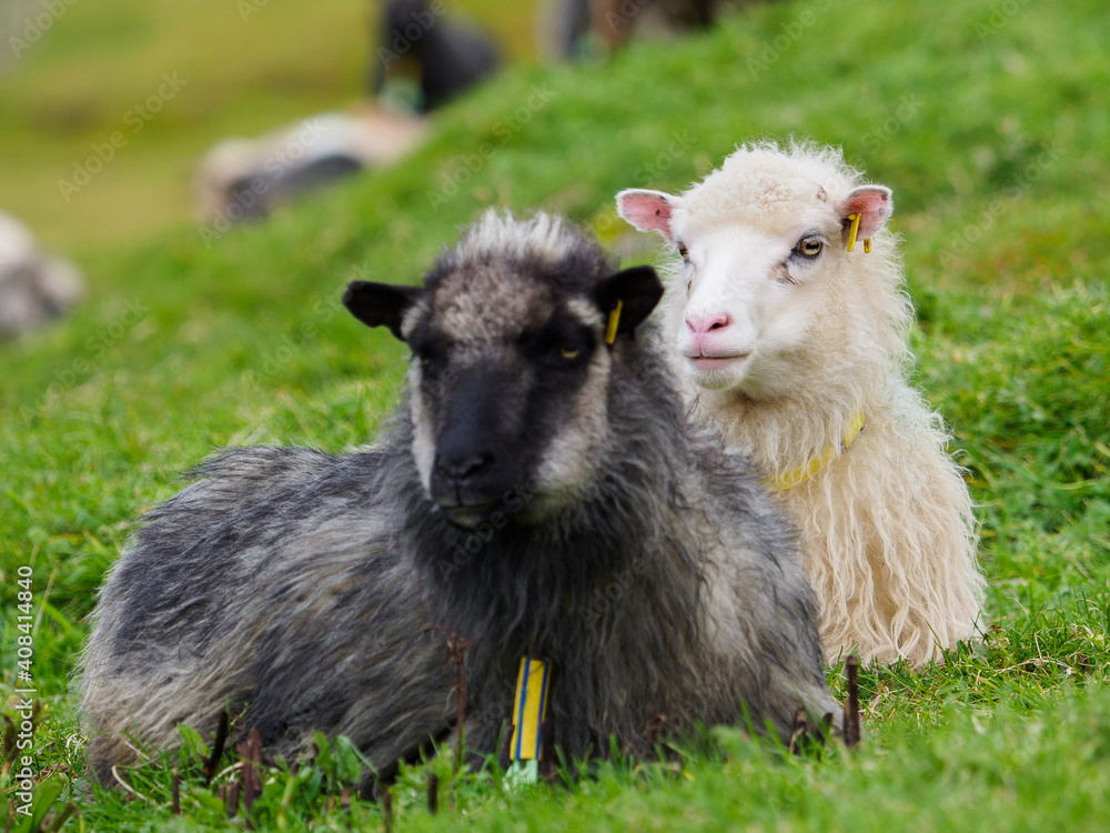Fototapeta premium Faroe Island