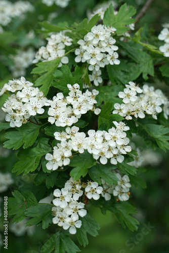 Flowering Whitethorn, Crateagus Oxyacantha © Stockfotos