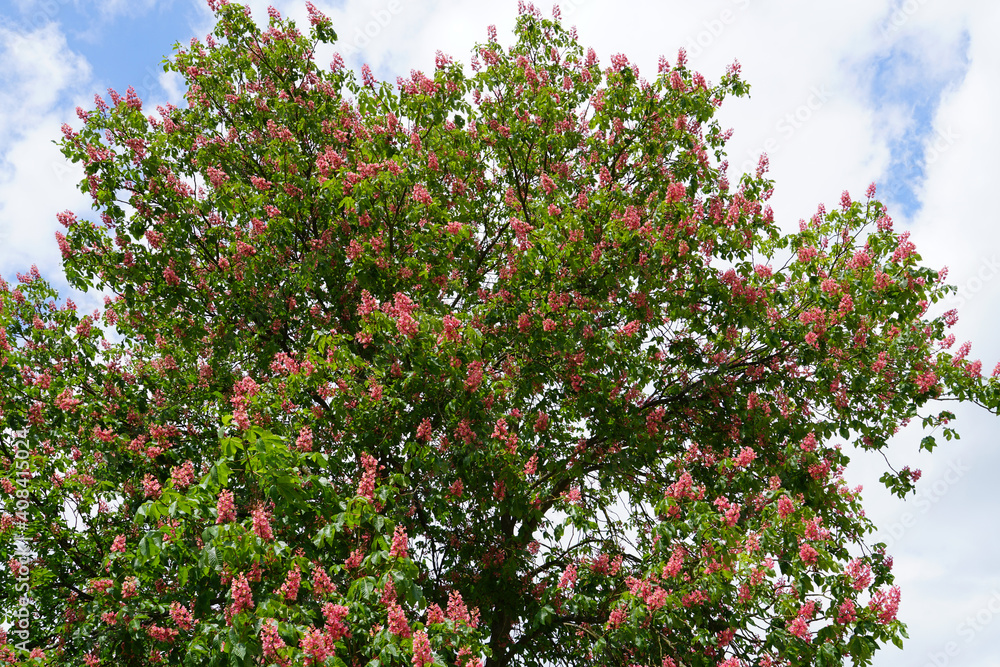 Chestnut Tree, Red Flower Candles Chestnut Tree, Red Flower Candles