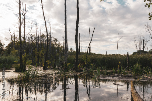 Trees in a forest lake