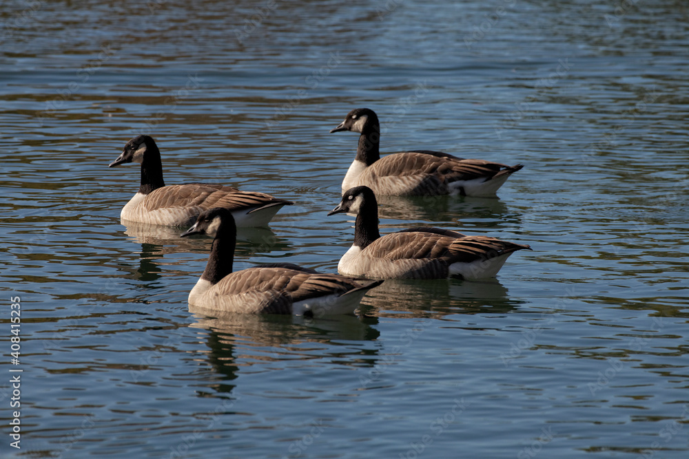 Canada goose, Branta canadensis at a pond in Germany, Europe Canada goose, Branta canadensis at a pond in Germany, Europe