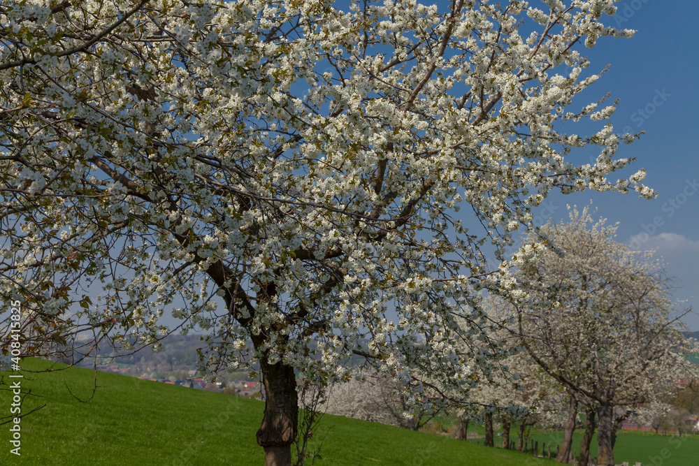 Fototapeta premium Cherry Trees In Spring, Hagen, Lower Saxony, Germany