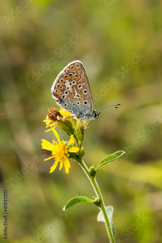 Polyommatus icarus, Common Blue butterfly from Lower Saxony, Germany © Stockfotos