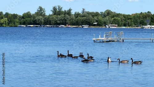 Wallpaper Mural A flock of Canada geese, Branta canadensis, swimming in a lake near a dock with boats at shore. Beautiful Minnesota lake landscape with blue water, in two clips. Torontodigital.ca