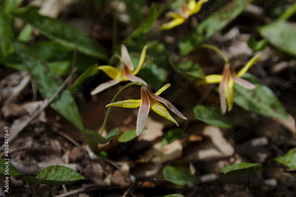 Yellow Trout Lilies (Erythronium americanum) blooming on the spring forest floor. Shot in Waterloo, Ontario, Canada. Yellow Trout Lilies (Erythronium americanum) blooming on the spring forest floor. Shot in Waterloo, Ontario, Canada.