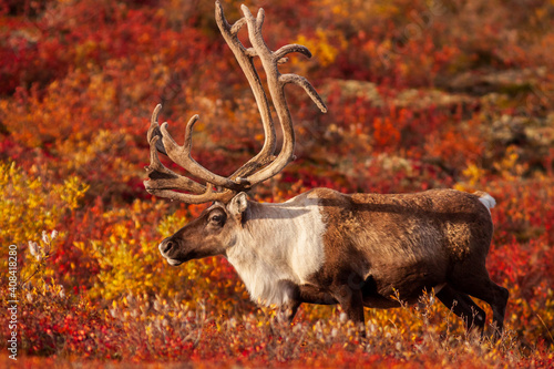Canvas Print Curious Barrenland Caribou bull walks on the colourful arctic tundra in Canada's