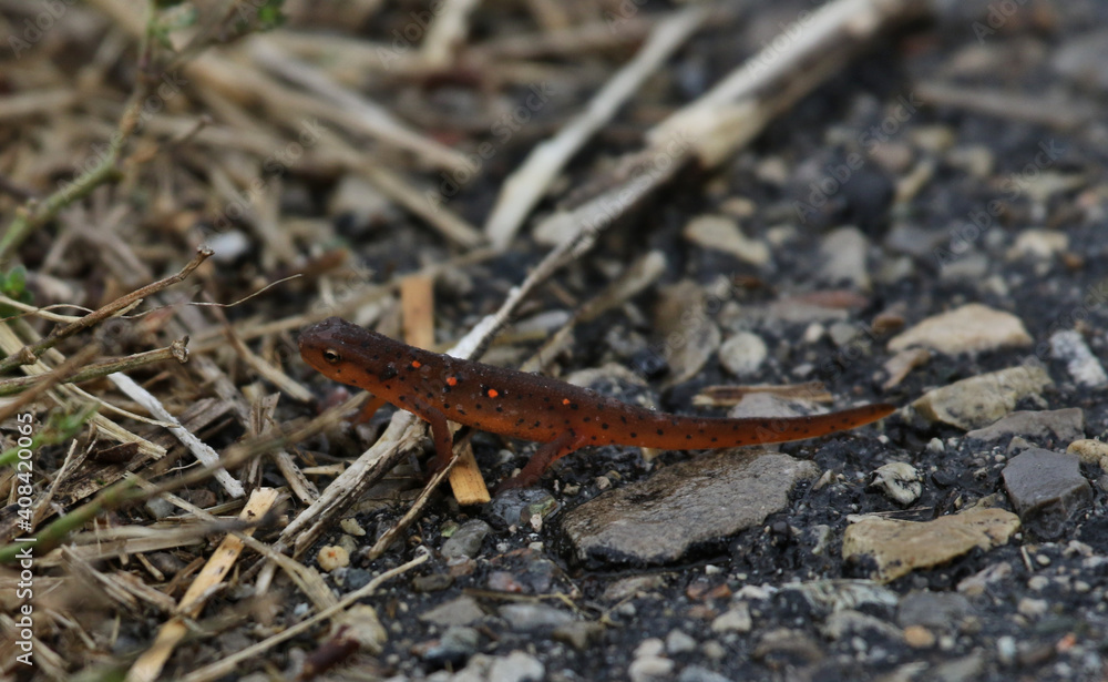 A Red-Spotted Newt (Notophthalmus viridescens) walking on pavement. Shot in Waterloo, Ontario, Canada. A Red-Spotted Newt (Notophthalmus viridescens) walking on pavement. Shot in Waterloo, Ontario, Canada.