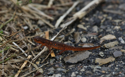 A Red-Spotted Newt (Notophthalmus viridescens) walking on pavement.  Shot in Waterloo, Ontario, Canada.