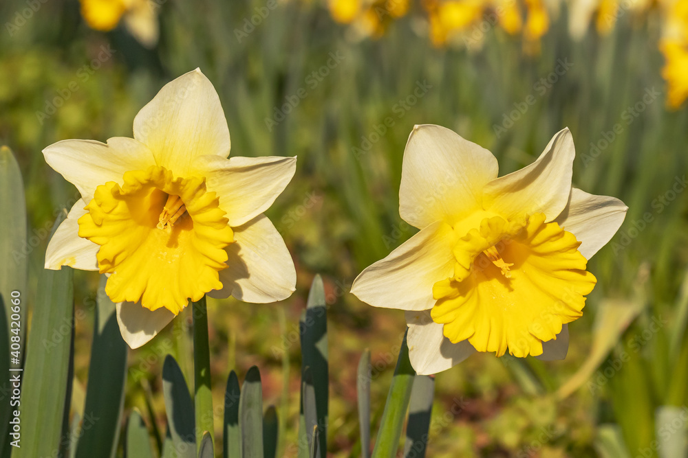 Obraz premium Zwei Narzissenblüten mit hellgelben Kronblättern und gelber Nebenkrone oder Trompete im Frühling.