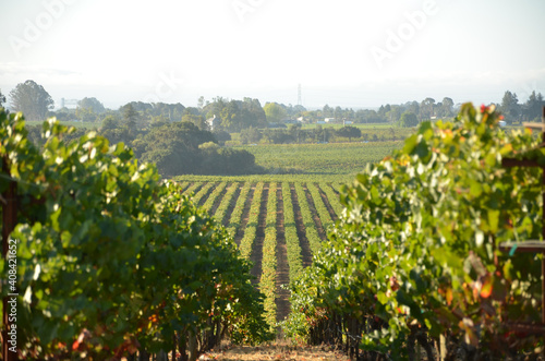 vineyard in region