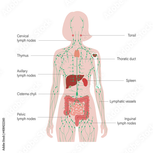 Lymphatic System Concept