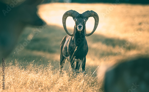 bighorn goat in land photo