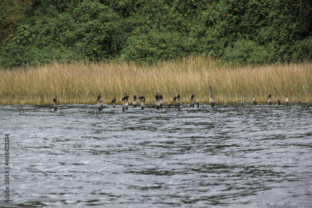 birds at stands in the bay of the lake birds at stands in the bay of the lake