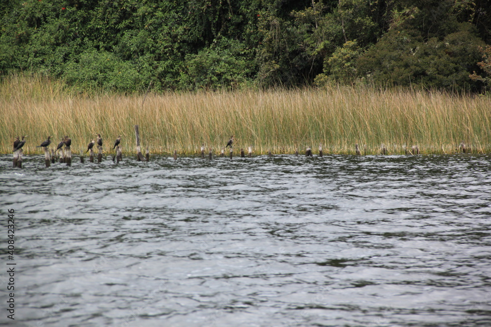 birds at stands in the bay of the lake birds at stands in the bay of the lake