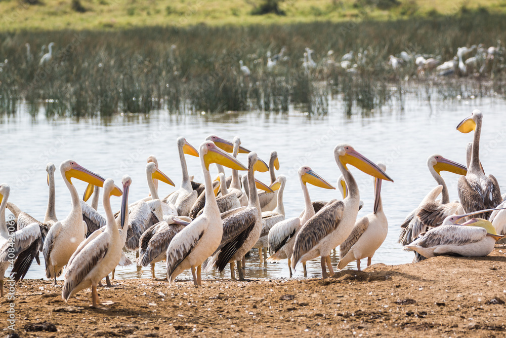 group of pelican standing in sunlight by lake looking at camera in a scenic setting