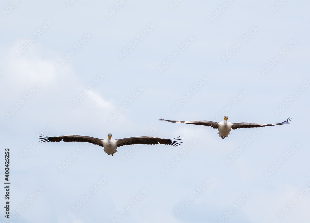 pelican couple in flight close up flying at photographer pelican couple in flight close up flying at photographer