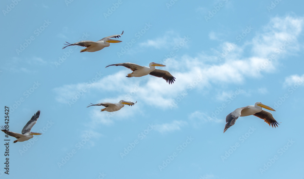 Obraz premium pelican group in flight close up
