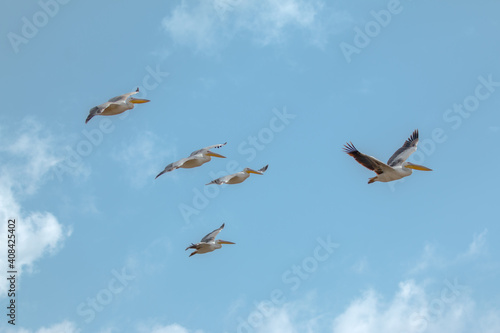 pelican group in flight close up