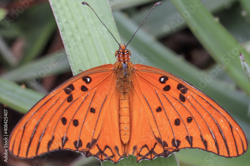 butterfly on leaf
