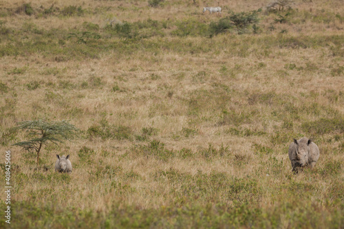 rhino mother with calf in the open savannah