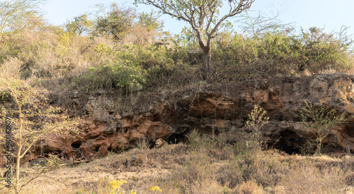 large african male lion lying in a cave in a scenic background