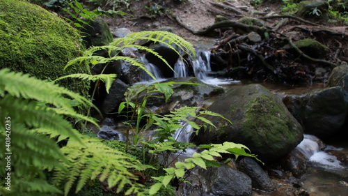 arroyo natural en el bosque