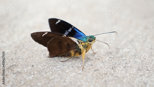 Mariposa de color azul